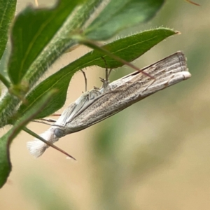 Culladia cuneiferellus at Dawson Street Gardens - 2 Mar 2024 12:03 PM