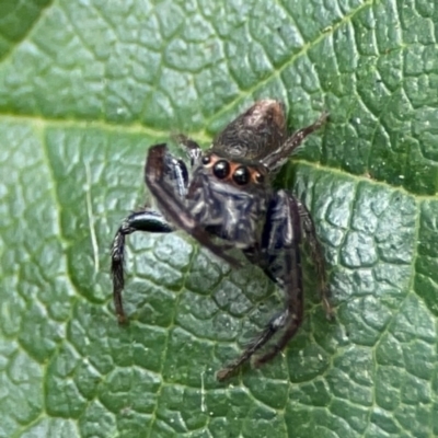 Opisthoncus sp. (genus) (Unidentified Opisthoncus jumping spider) at Dawson Street Gardens - 2 Mar 2024 by Hejor1