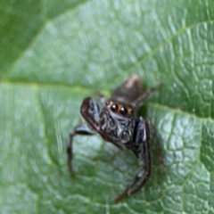 Opisthoncus sp. (genus) at Dawson Street Gardens - 2 Mar 2024 12:05 PM