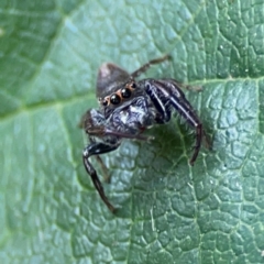 Opisthoncus sp. (genus) at Dawson Street Gardens - 2 Mar 2024 12:05 PM