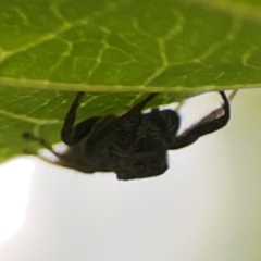 Opisthoncus sp. (genus) at Dawson Street Gardens - 2 Mar 2024 12:05 PM