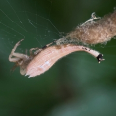Arachnura higginsi (Scorpion-tailed Spider) at Curtin, ACT - 2 Mar 2024 by Hejor1