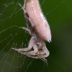 Arachnura higginsi at Dawson Street Gardens - 2 Mar 2024 12:08 PM