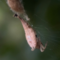 Arachnura higginsi at Dawson Street Gardens - 2 Mar 2024