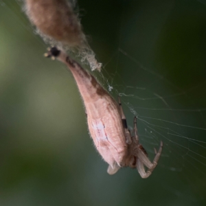 Arachnura higginsi at Dawson Street Gardens - 2 Mar 2024 12:08 PM