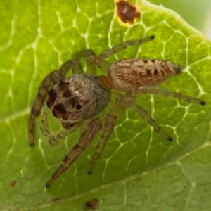 Opisthoncus grassator at Dawson Street Gardens - 2 Mar 2024