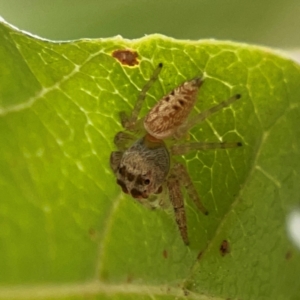 Opisthoncus grassator at Dawson Street Gardens - 2 Mar 2024