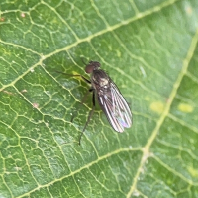 Sympycnus (Sympycnus) anomalipennis (Long-legged Fly) at Dawson Street Gardens - 2 Mar 2024 by Hejor1