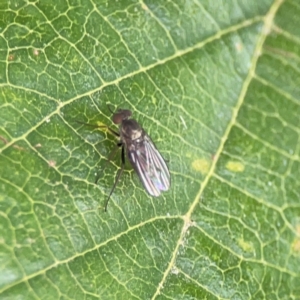 Sympycnus (Sympycnus) anomalipennis at Dawson Street Gardens - 2 Mar 2024