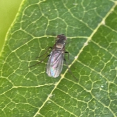 Sympycnus (Sympycnus) anomalipennis at Dawson Street Gardens - 2 Mar 2024