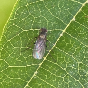 Sympycnus (Sympycnus) anomalipennis at Dawson Street Gardens - 2 Mar 2024