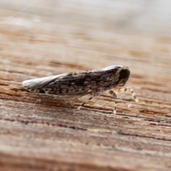 Unidentified Leafhopper or planthopper (Hemiptera, several families) at Curtin, ACT - 2 Mar 2024 by Hejor1