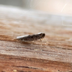 Dipsiathus pallidifrons at Dawson Street Gardens - 2 Mar 2024 12:52 PM