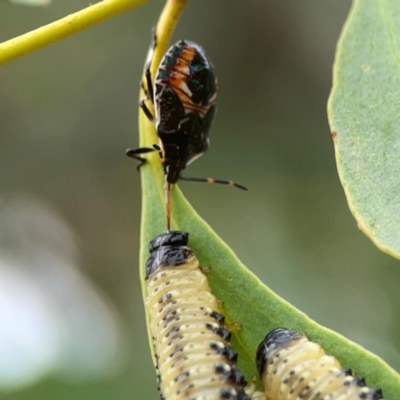 Oechalia schellenbergii (Spined Predatory Shield Bug) at Curtin, ACT - 2 Mar 2024 by Hejor1