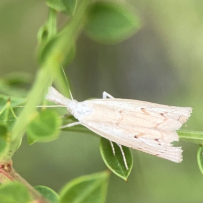 Culladia cuneiferellus (Crambinae moth) at Curtin, ACT - 2 Mar 2024 by Hejor1