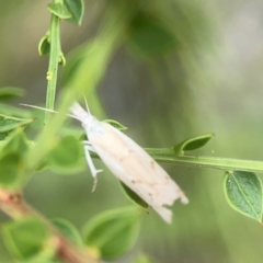 Culladia cuneiferellus at Dawson Street Gardens - 2 Mar 2024