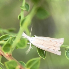 Culladia cuneiferellus at Dawson Street Gardens - 2 Mar 2024