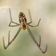 Leucauge dromedaria at Dawson Street Gardens - 2 Mar 2024 12:59 PM