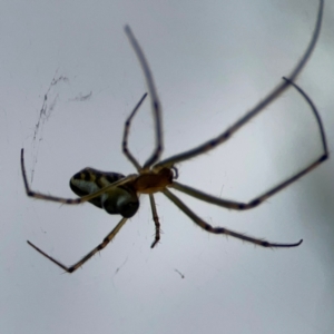 Leucauge dromedaria at Dawson Street Gardens - 2 Mar 2024 12:59 PM