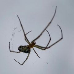 Leucauge dromedaria at Dawson Street Gardens - 2 Mar 2024