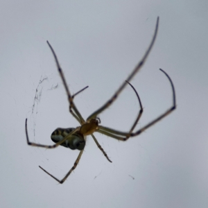 Leucauge dromedaria at Dawson Street Gardens - 2 Mar 2024 12:59 PM