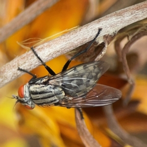 Sarcophagidae (family) at Dawson Street Gardens - 2 Mar 2024