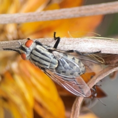 Sarcophagidae (family) at Dawson Street Gardens - 2 Mar 2024