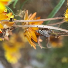 Sarcophagidae (family) at Dawson Street Gardens - 2 Mar 2024