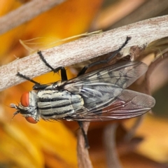 Sarcophagidae sp. (family) at Dawson Street Gardens - 2 Mar 2024