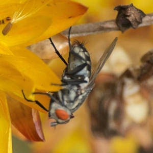 Sarcophagidae (family) at Dawson Street Gardens - 2 Mar 2024