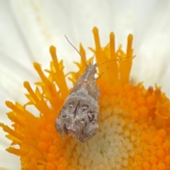 Tebenna micalis (Small Thistle Moth) at Curtin, ACT - 2 Mar 2024 by Hejor1