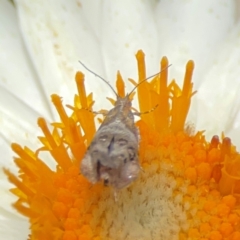 Tebenna micalis at Dawson Street Gardens - 2 Mar 2024 01:12 PM