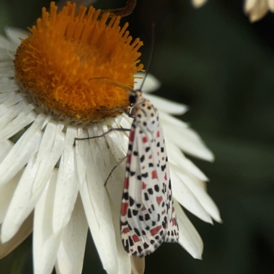 Utetheisa pulchelloides (Heliotrope Moth) at Curtin, ACT - 2 Mar 2024 by Hejor1