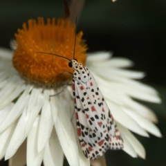 Utetheisa pulchelloides at Dawson Street Gardens - 2 Mar 2024 01:15 PM