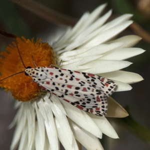 Utetheisa pulchelloides at Dawson Street Gardens - 2 Mar 2024 01:15 PM