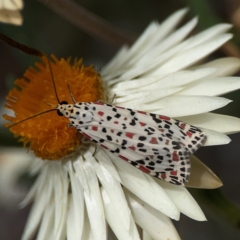 Utetheisa pulchelloides at Dawson Street Gardens - 2 Mar 2024 01:15 PM