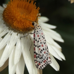 Utetheisa pulchelloides at Dawson Street Gardens - 2 Mar 2024 01:15 PM