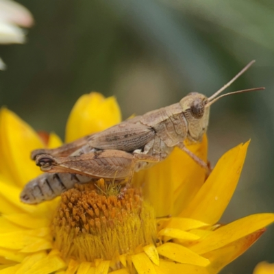 Phaulacridium vittatum (Wingless Grasshopper) at Curtin, ACT - 2 Mar 2024 by Hejor1