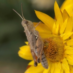 Phaulacridium vittatum at Dawson Street Gardens - 2 Mar 2024