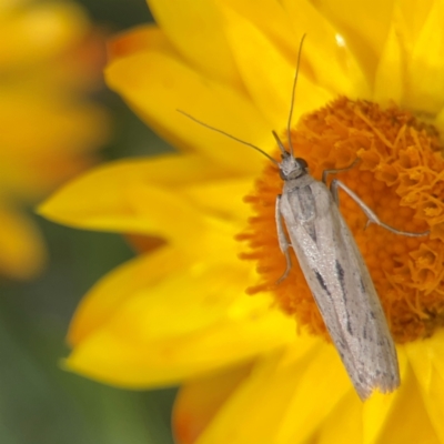 Phycitodes melanosticta (A Pyralid moth (Phycitinae) at Dawson Street Gardens - 2 Mar 2024 by Hejor1
