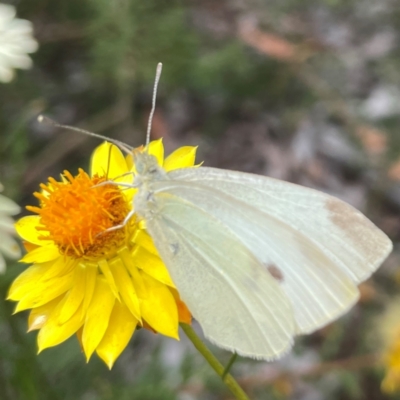 Pieris rapae (Cabbage White) at Curtin, ACT - 2 Mar 2024 by Hejor1