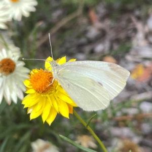 Pieris rapae at Dawson Street Gardens - 2 Mar 2024 01:27 PM