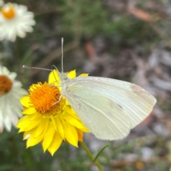 Pieris rapae at Dawson Street Gardens - 2 Mar 2024