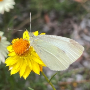 Pieris rapae at Dawson Street Gardens - 2 Mar 2024 01:27 PM