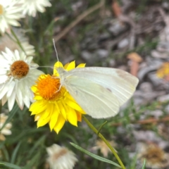 Pieris rapae at Dawson Street Gardens - 2 Mar 2024 01:27 PM