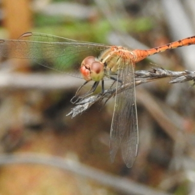 Diplacodes bipunctata (Wandering Percher) at Woodlands - 1 Mar 2024 by GlossyGal