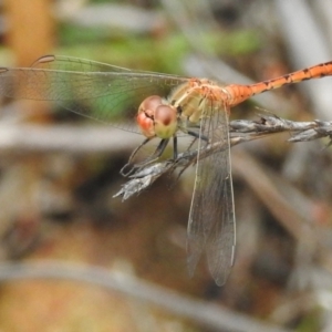 Diplacodes bipunctata at Jellore State Forest - 1 Mar 2024