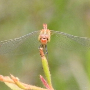 Diplacodes bipunctata at Jellore State Forest - 1 Mar 2024 10:27 AM