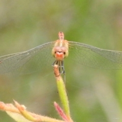 Diplacodes bipunctata at Jellore State Forest - 1 Mar 2024