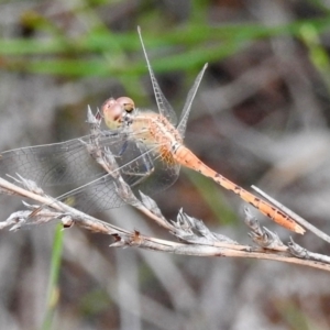 Diplacodes bipunctata at Jellore State Forest - 1 Mar 2024